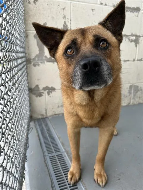An adult medium-sized male Akita dog named Markelis for adoption in Corpus Christi, TX