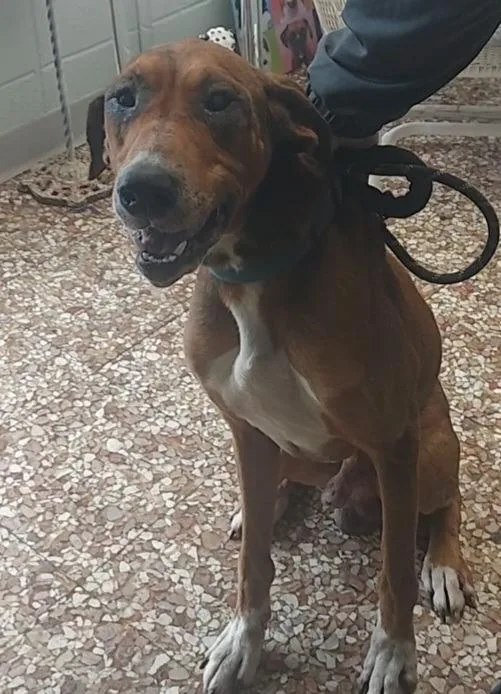 Duke