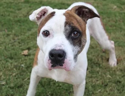 Benjamen thumbnail 4