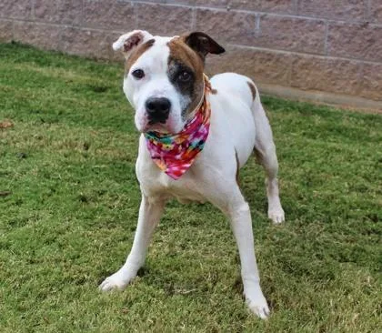 Benjamen thumbnail 6