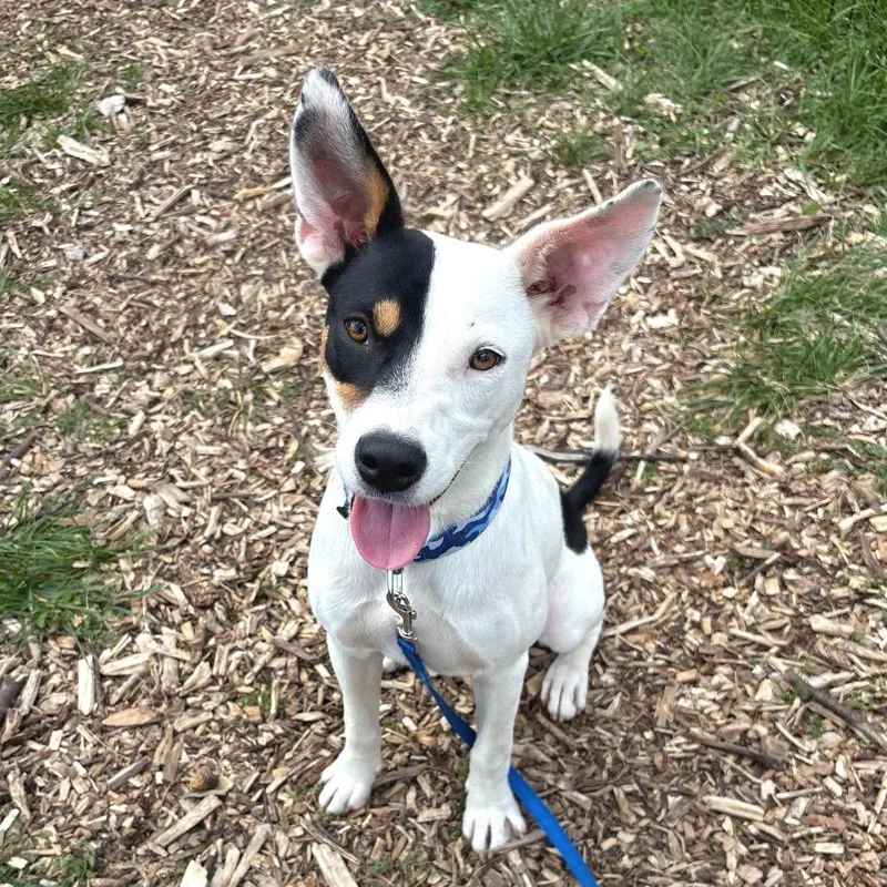 A young medium-sized female White / Cream Mixed Breed dog named Eclipse for adoption in Wheeling, IL