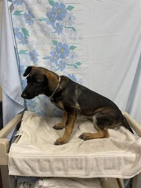 A baby small-sized female German Shepherd Dog dog named A for adoption in Modesto, CA