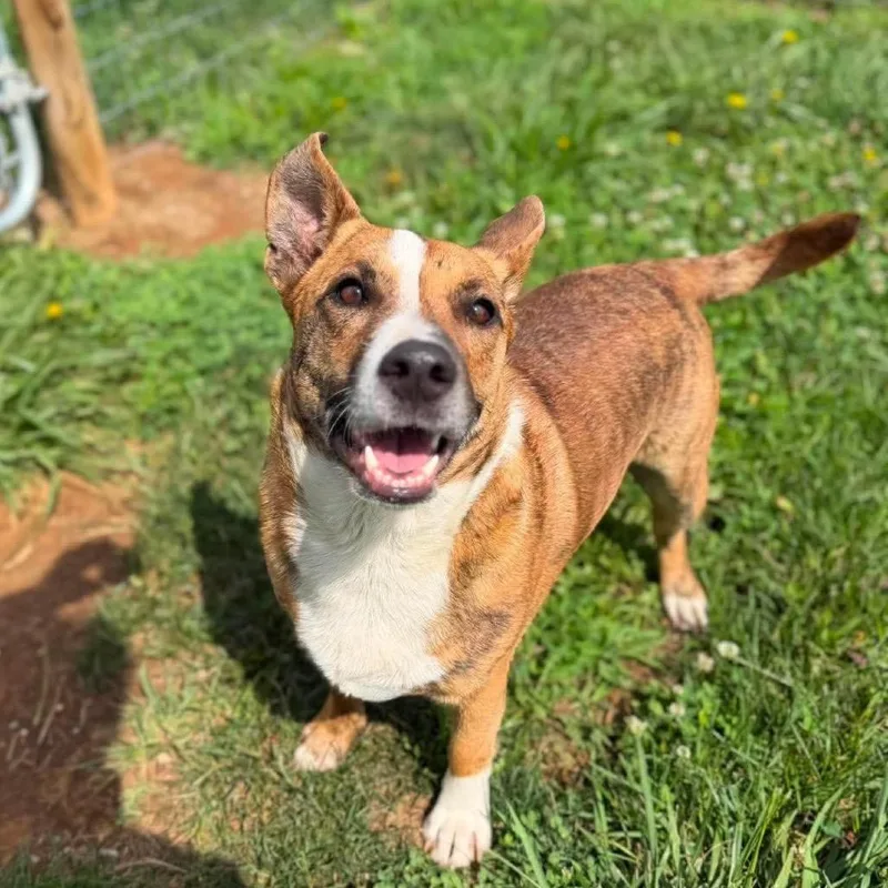 An adult medium-sized male Brindle Cardigan Welsh Corgi dog named Bobby for adoption in Alexandria, VA