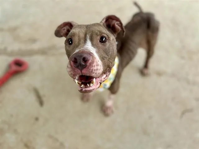 An adult medium-sized female Pit Bull Terrier dog named Diamond for adoption in Charlotte, NC