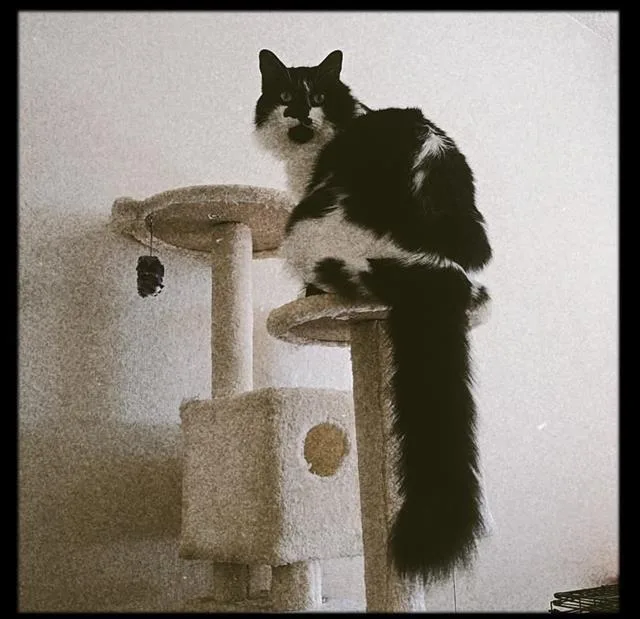 An adult large-sized male Domestic Long Hair cat named Jack for adoption in Visalia, CA