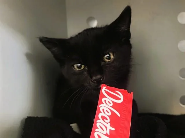 A baby small-sized male Domestic Short Hair cat named Salem for adoption in Palo Alto, CA