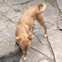 A baby small-sized female Yellow / Tan / Blond / Fawn Chihuahua dog named Capri for adoption in Liverpool, TX