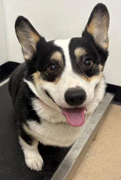 An adult small-sized male Cardigan Welsh Corgi dog named Tengen for adoption in Phoenix, AZ