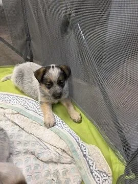 A baby medium-sized female Cattle Dog dog named Sassoon for adoption in Morton Grove, IL
