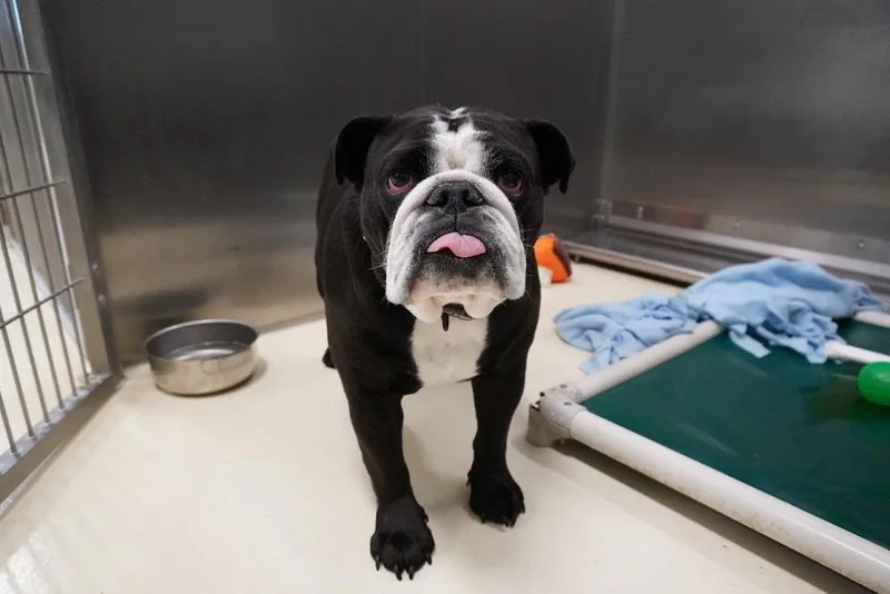 An adult large-sized male Tricolor (Brown, Black, & White) English Bulldog dog named Axle for adoption in Kalamazoo, MI