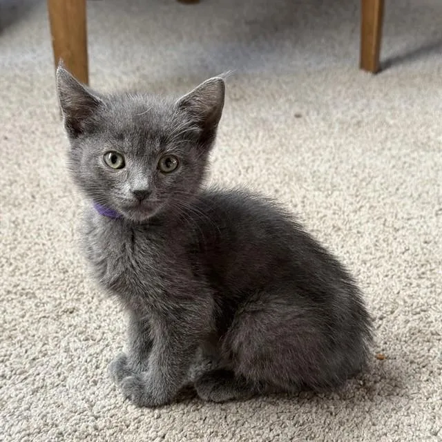 A baby small-sized female Domestic Short Hair cat named Lori for adoption in Auburn, CA