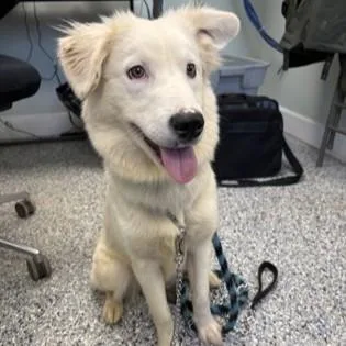 A young medium-sized female White / Cream Golden Retriever dog named Fluffy for adoption in Phoenixville, PA