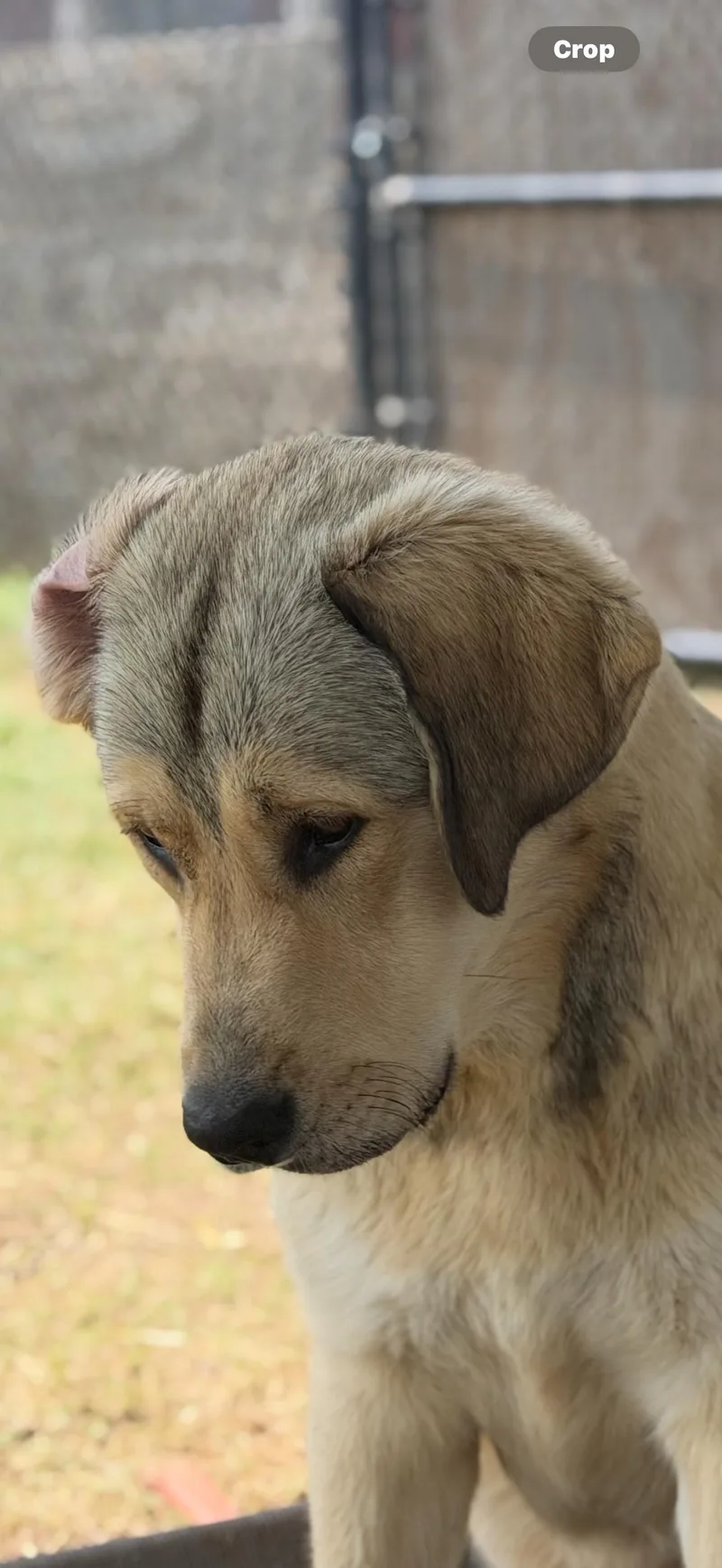 A young large-sized female Anatolian Shepherd dog named Jinny for adoption in Paris, TX