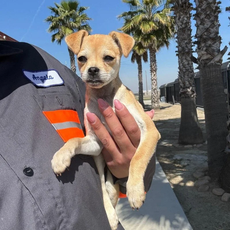 A baby small-sized female Chihuahua dog named Sallie for adoption in Chico, CA