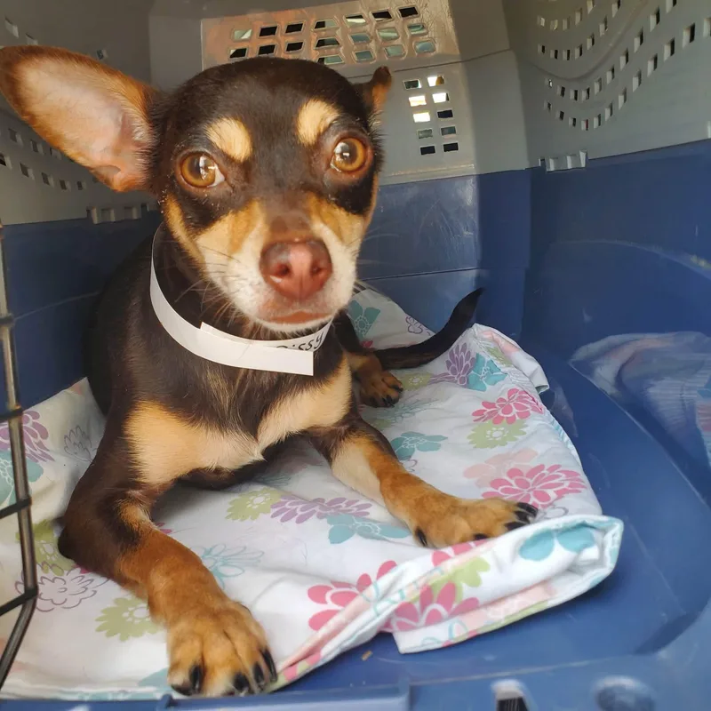 An adult small-sized female Miniature Pinscher dog named Sissy for adoption in Lexington, KY