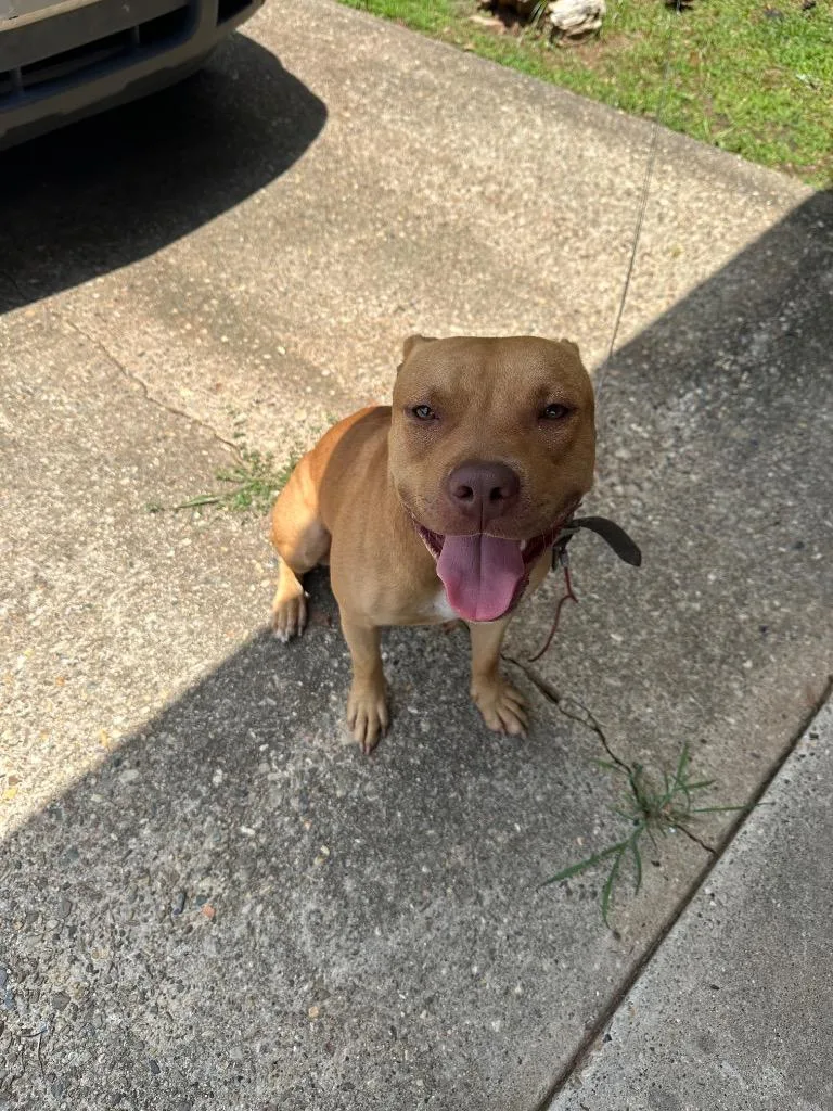 A young large-sized male Mixed Breed dog named Abel for adoption in Bossier City, LA