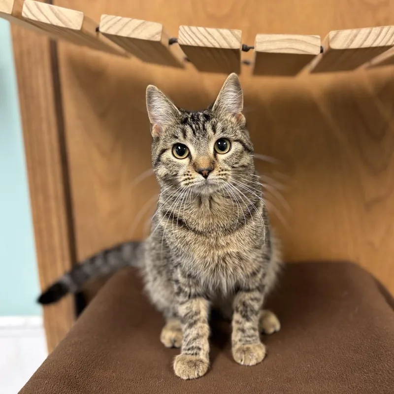 A young medium-sized female Brown / Chocolate Domestic Short Hair cat named Wisteria for adoption in Fargo, ND