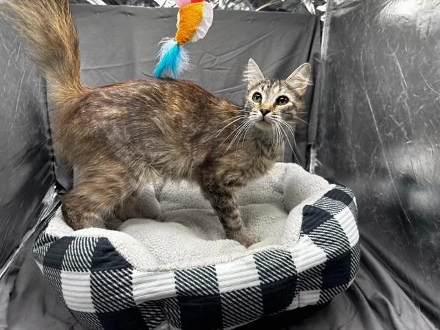 An adult large-sized female Domestic Medium Hair cat named Kate for adoption in Appling, GA