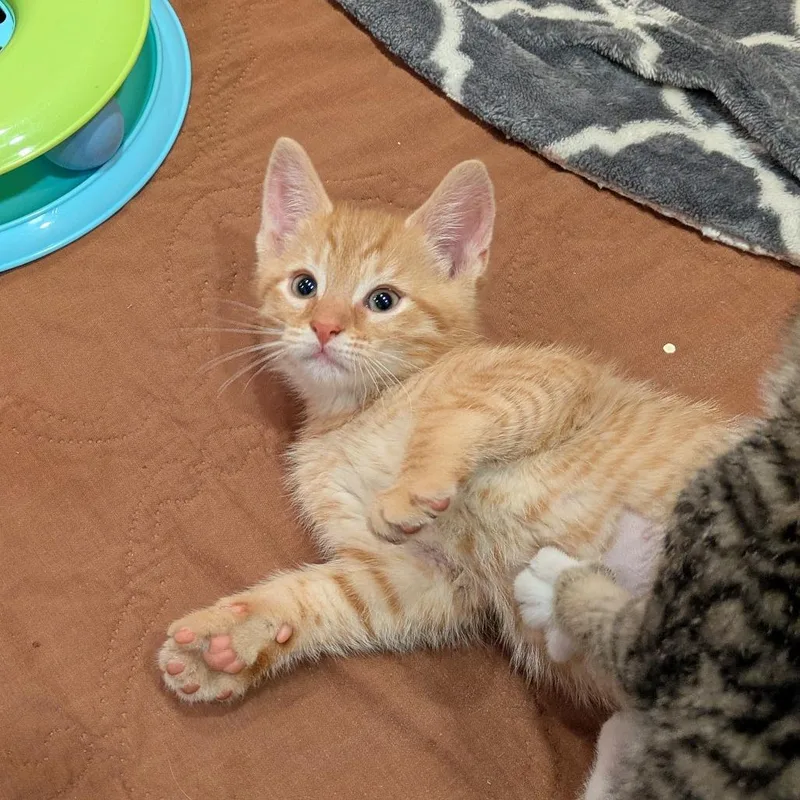 A baby small-sized male Orange / Red Domestic Short Hair cat named Red Shoe Rebel for adoption in South Burlington, VT