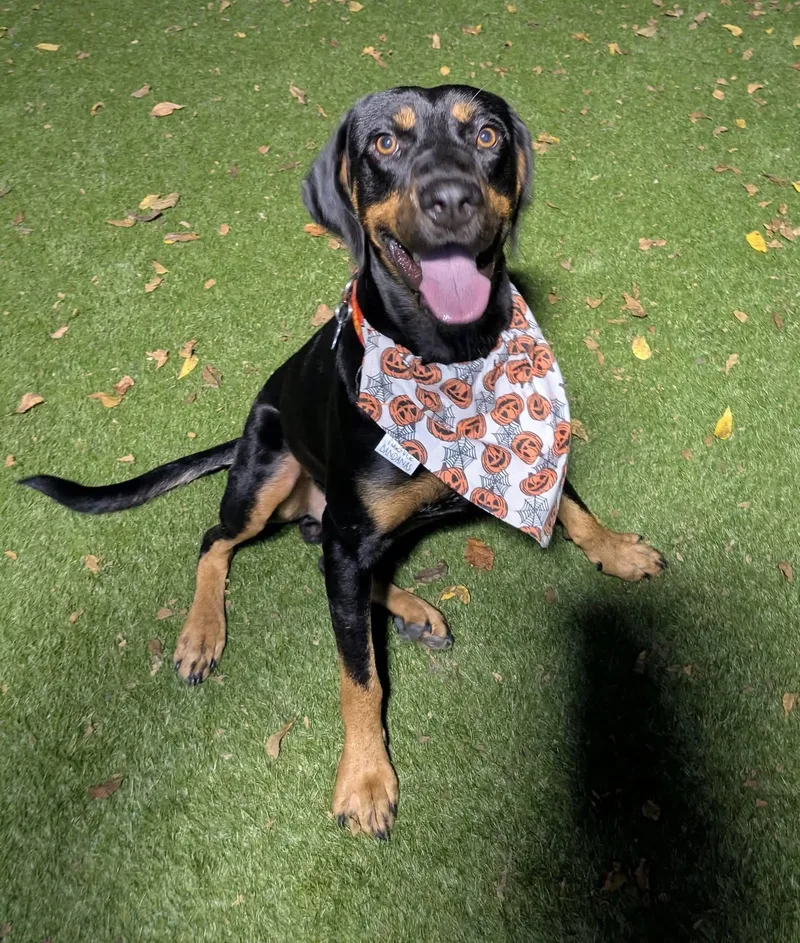 A young medium-sized male Rottweiler dog named Knight for adoption in Cedar Rapids, IA