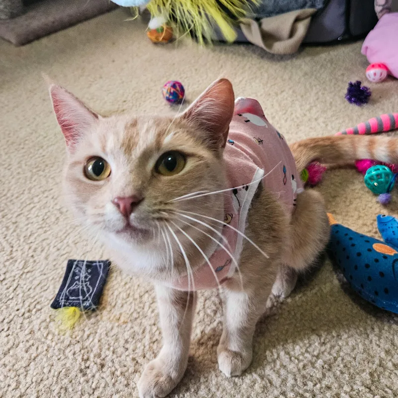 Tinksalot thumbnail 2