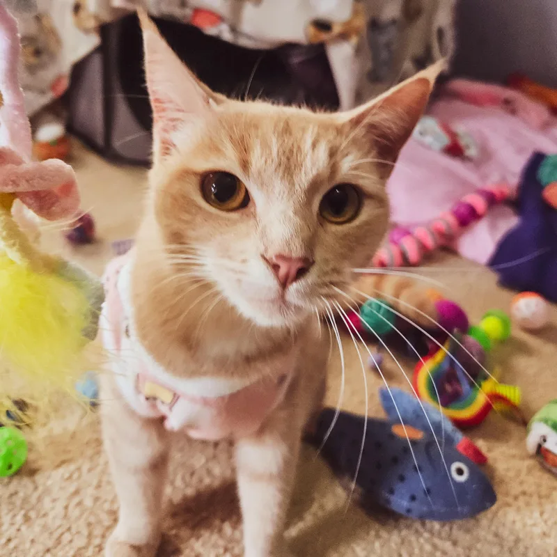 Tinksalot thumbnail 3