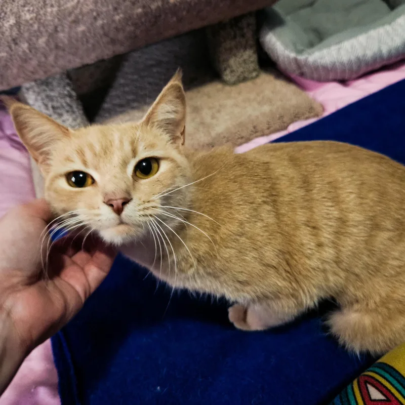 Tinksalot thumbnail 4