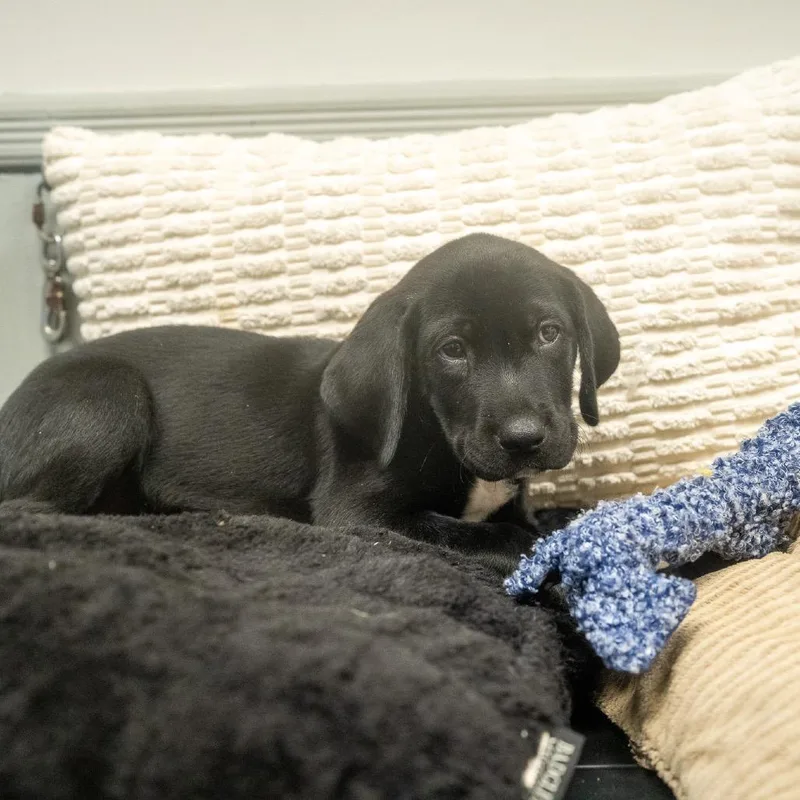 A baby medium-sized male Labrador Retriever dog named Parrain for adoption in Pawling, NY