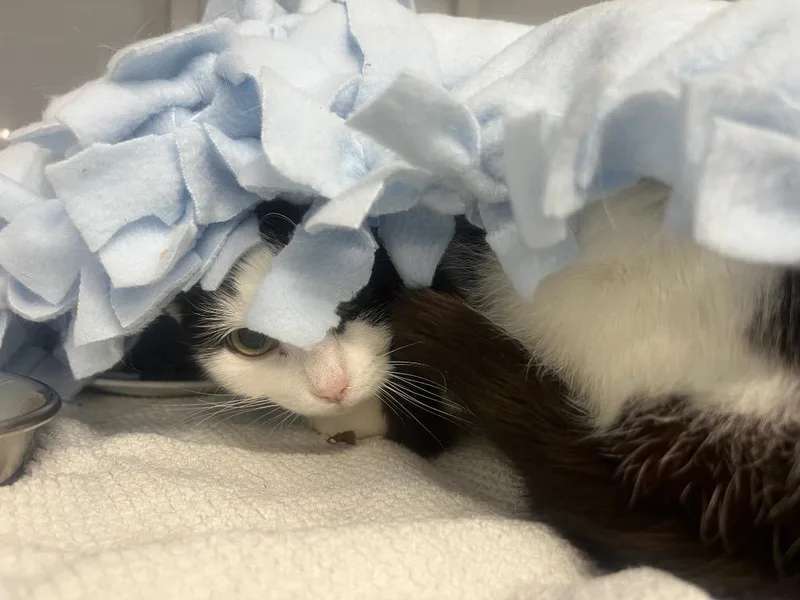 A baby medium-sized female Domestic Short Hair cat named Kinkajou for adoption in Raleigh, NC