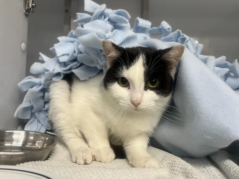 Kinkajou thumbnail 2