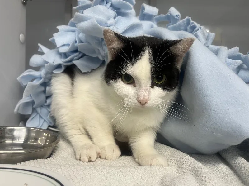 Kinkajou thumbnail 3