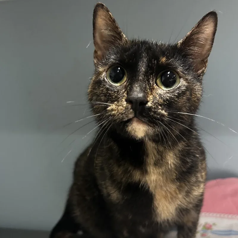 An adult medium-sized female Tortoiseshell Domestic Short Hair cat named Tiger Lily for adoption in Chattanooga, TN