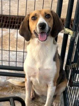 A young medium-sized female Yellow / Tan / Blond / Fawn Mixed Breed dog named Laika for adoption in Raleigh, NC