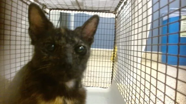 A baby small-sized female Domestic Short Hair cat named Yuki for adoption in Miami, FL