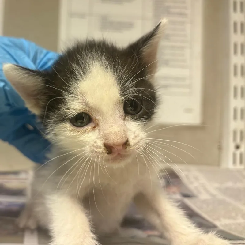A baby small-sized male Black Domestic Short Hair cat named Chad for adoption in Yuma, AZ