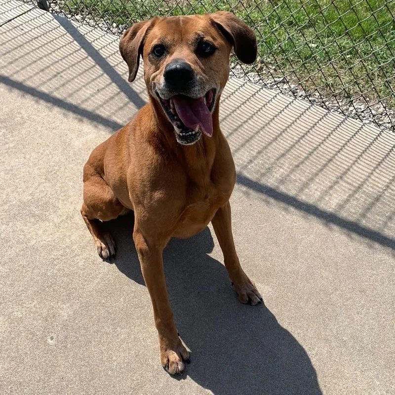 An adult medium-sized male Red / Chestnut / Orange Boxer dog named Jax for adoption in Eureka, IL