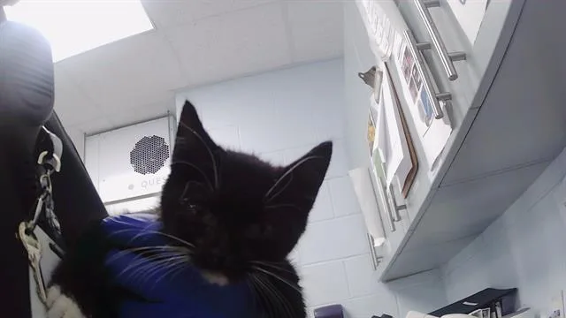 A baby small-sized female Domestic Short Hair cat named Aspen for adoption in Charlotte, NC