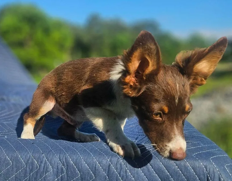 A baby small-sized male Australian Shepherd dog named Jensen Interceptor Cars for adoption in Wakefield, RI