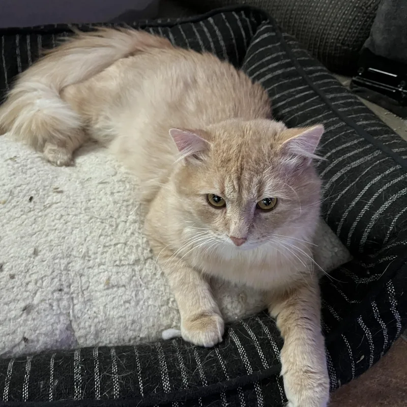 A young large-sized male Orange & White Domestic Medium Hair cat named Opie for adoption in Proctor, MN