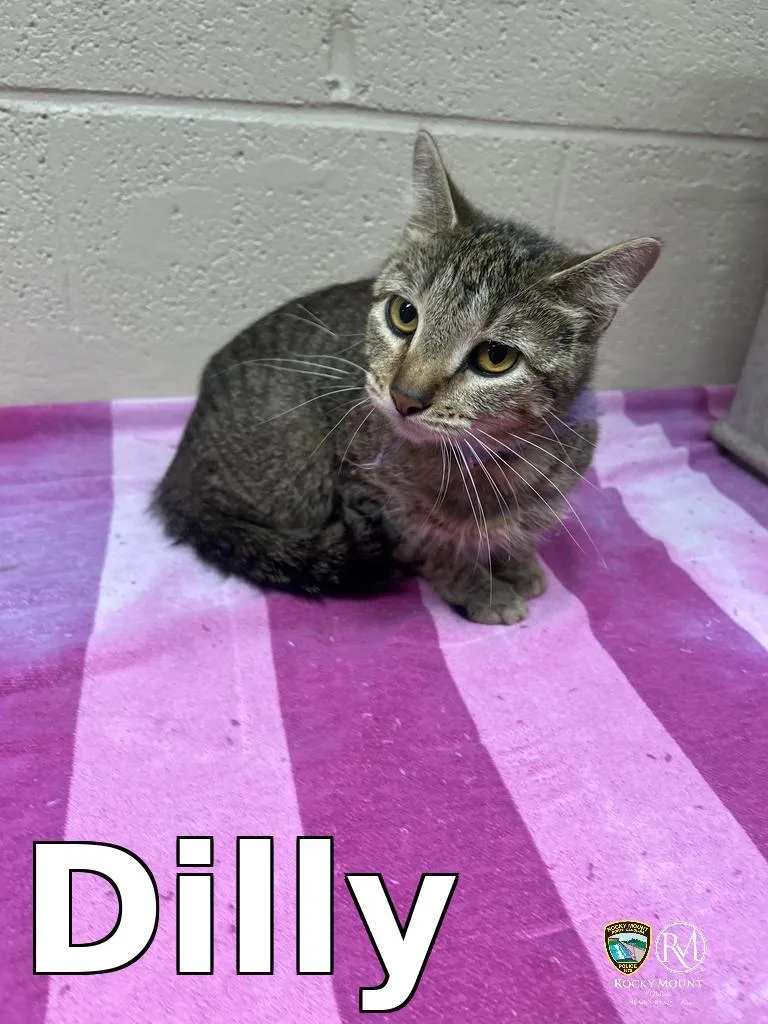 A baby small-sized female Domestic Short Hair cat named Dilly for adoption in Rocky Mount, NC