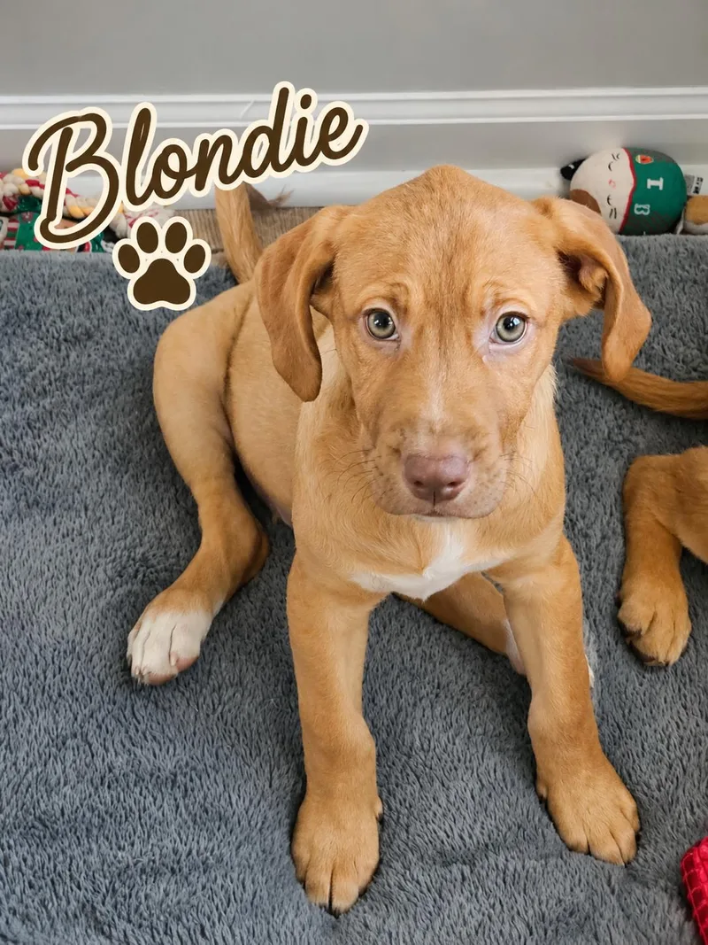 A baby medium-sized female Labrador Retriever dog named Blondie for adoption in Carmel, NY
