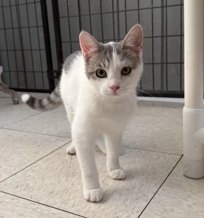 A baby small-sized female Domestic Short Hair cat named Iola for adoption in Lemoore, CA
