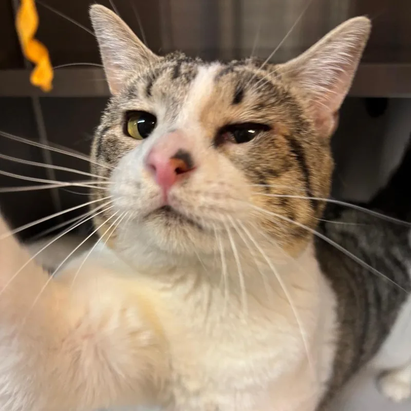 An adult medium-sized male Brown / Chocolate Domestic Short Hair cat named Richard for adoption in Los Angeles, CA