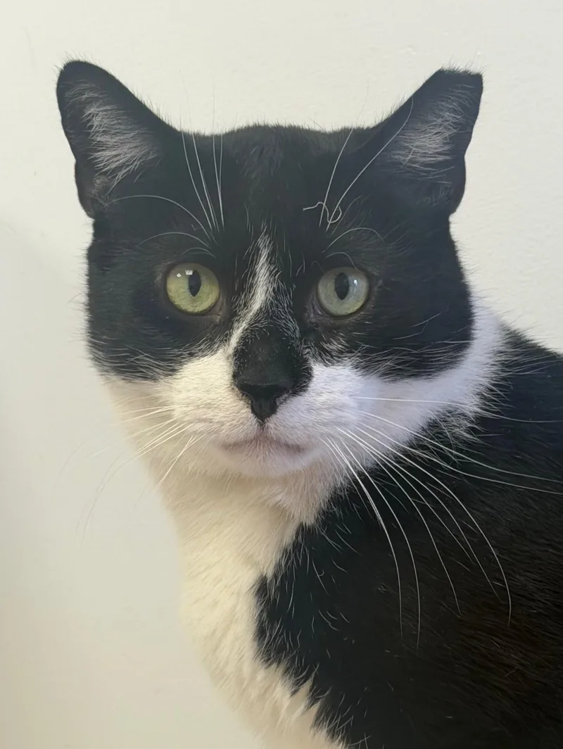 Mcflurry thumbnail 3