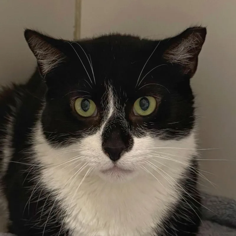 Mcflurry thumbnail 4