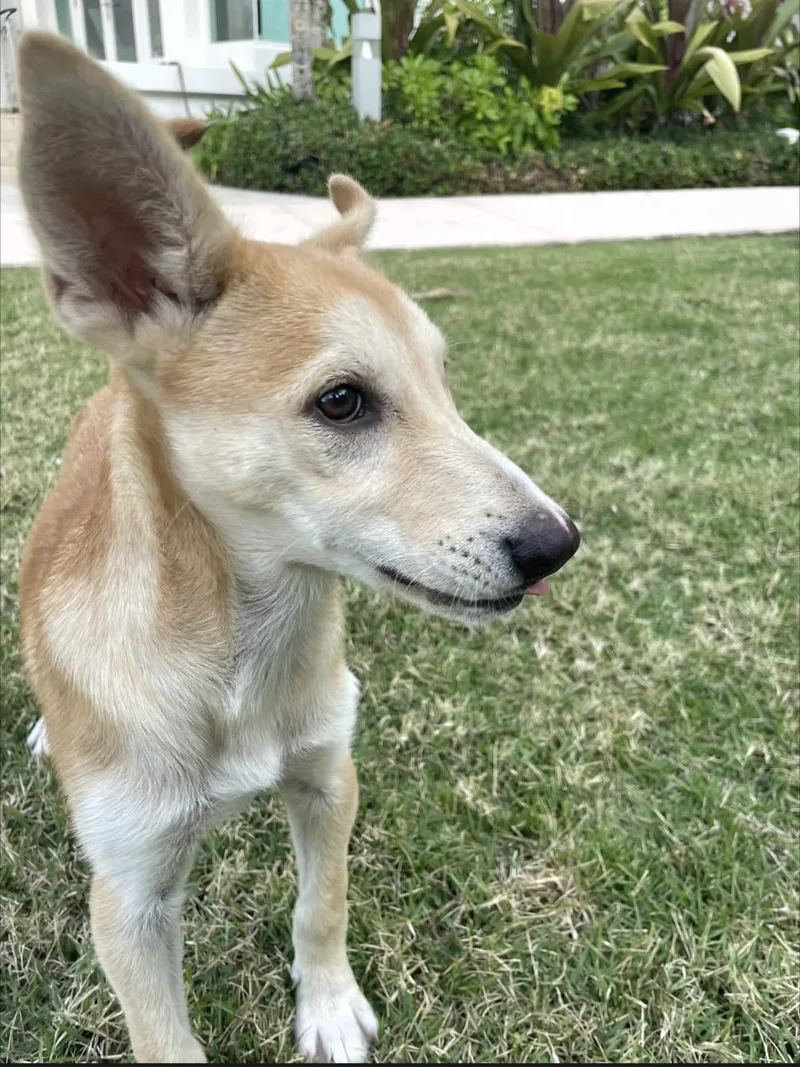 A baby medium-sized female Golden Husky dog named Margarita for adoption in New York, NY