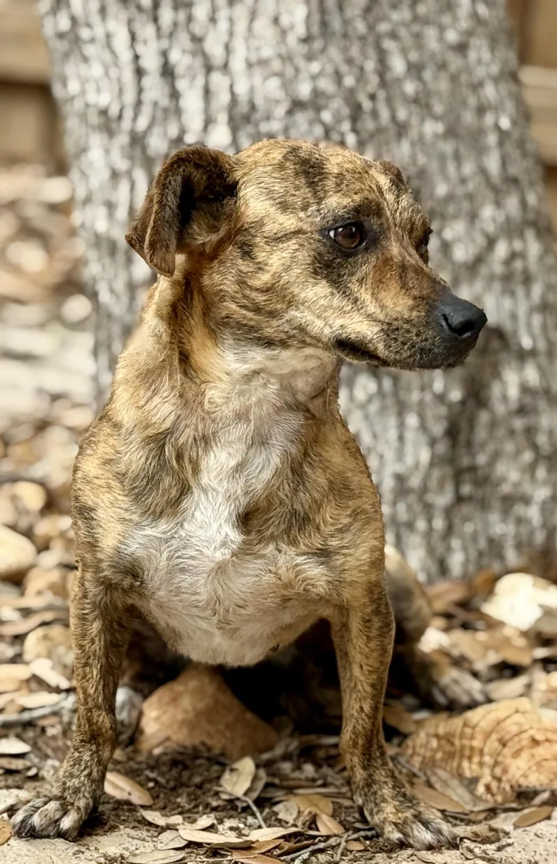 Brandy: The Brindle Beauty thumbnail 3