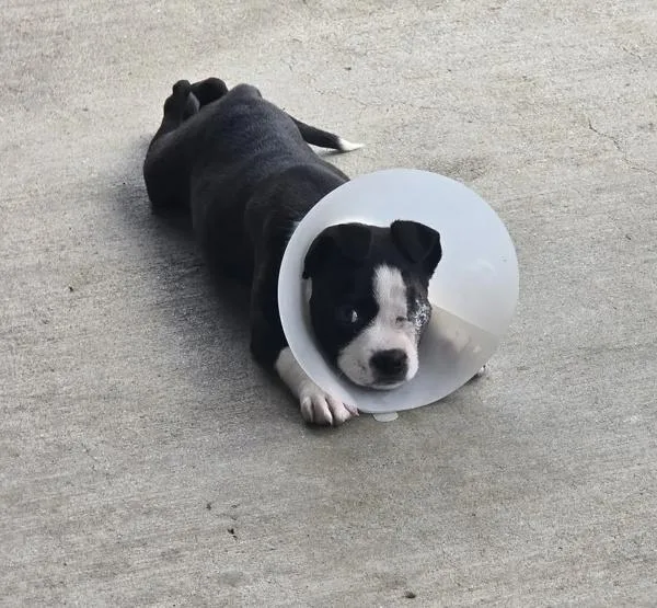 A young small-sized male Mixed Breed dog named Scooby for adoption in Mobile, AL