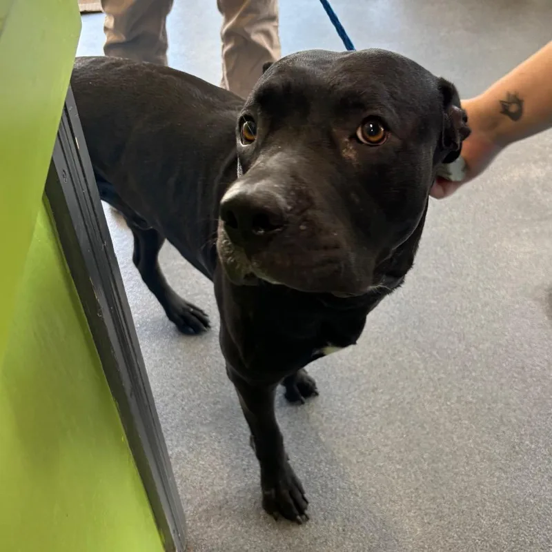 An adult large-sized male Black Labrador Retriever dog named Arthur for adoption in Montgomery, AL