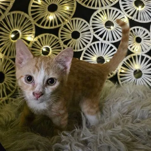 A baby medium-sized male Tabby (Orange / Red) Tabby cat named Lumiere for adoption in Carneys Point, NJ